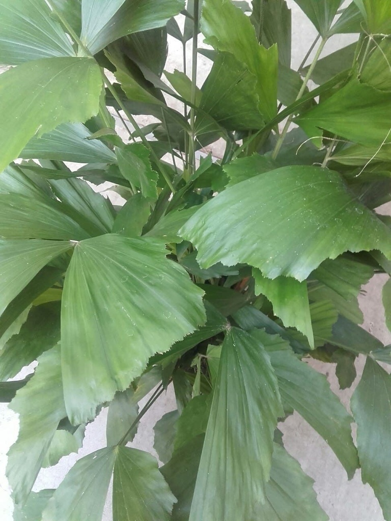 Caryota Mitis نخيل كاريوتا ميتيس — Terra Garden Kuwait | تيرا غاردن الكويت