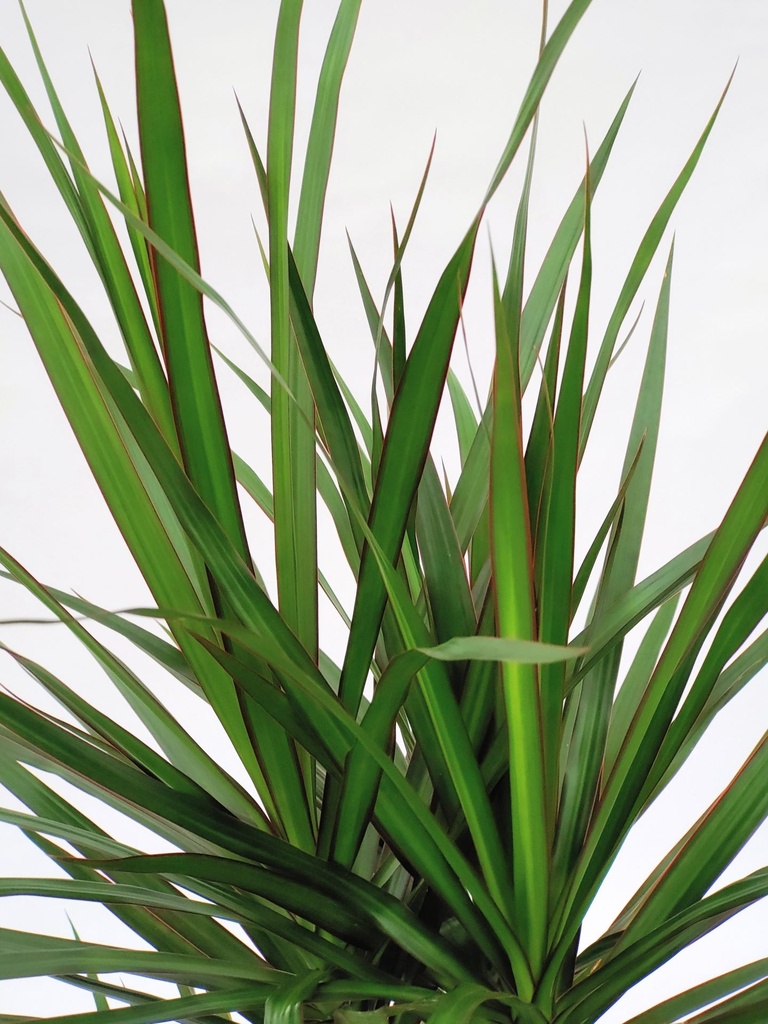 Dracaena Marginata دراسينا ماجنتا — Terra Garden Kuwait | تيرا غاردن الكويت