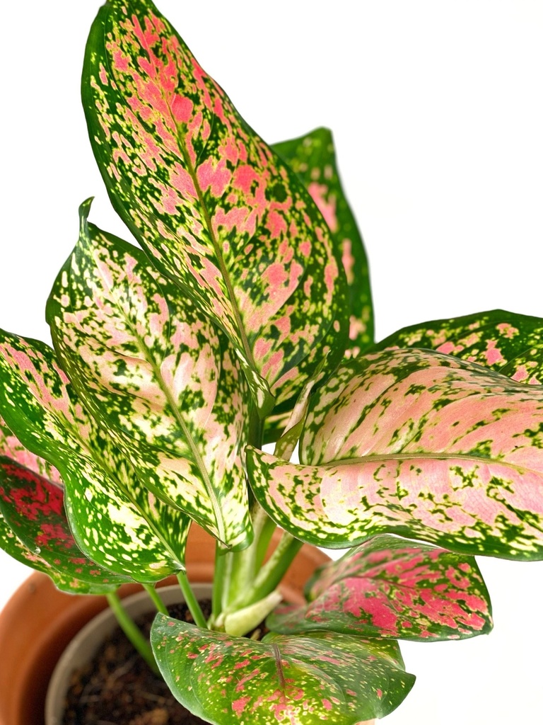 Aglaonema Spotted Star