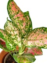 Aglaonema Spotted Star