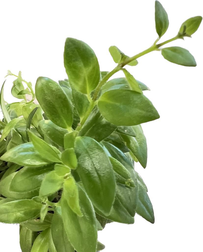 Aeschynanthus Caro - Lipstick Plant - 15/35 أيشينانثوس كارو - نبتة أحمر الشفاه - 15/35 — Terra Garden Kuwait | تيرا غاردن الكويت