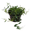 Aeschynanthus Caro - Lipstick Plant - 15/35 أيشينانثوس كارو - نبتة أحمر الشفاه - 15/35 — Terra Garden Kuwait | تيرا غاردن الكويت