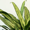 Aglaonema Cutlass أغلاونيما كاتلاس — Terra Garden Kuwait | تيرا غاردن الكويت