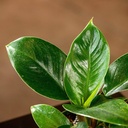 Philodendron Imperial Green فيلودندرون الإمبراطوري الأخضر — Terra Garden Kuwait | تيرا غاردن الكويت