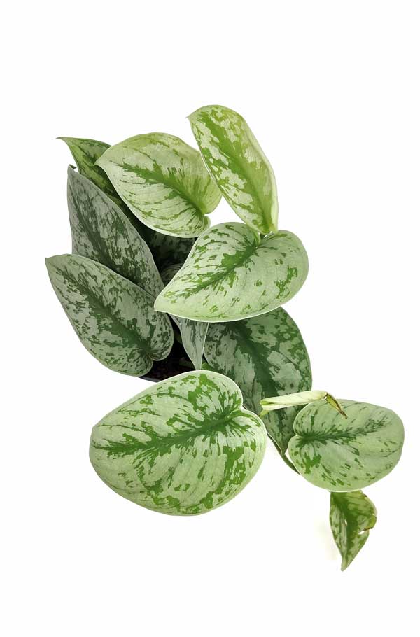 Scindapsus Pictus Trebie سكيندابسوس بيكتوس تريبي — Terra Garden Kuwait | تيرا غاردن الكويت