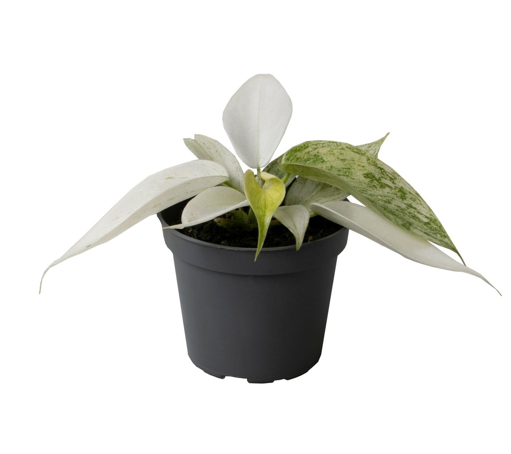 Philodendron Florida Ghost 1
