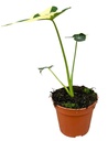 Alocasia Mickey Mouse