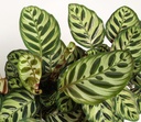 Calathea Makoyana Peacock - 60 CM — Terra Garden Kuwait | تيرا غاردن الكويت