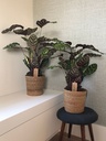 Calathea Makoyana Peacock - 60 CM — Terra Garden Kuwait | تيرا غاردن الكويت
