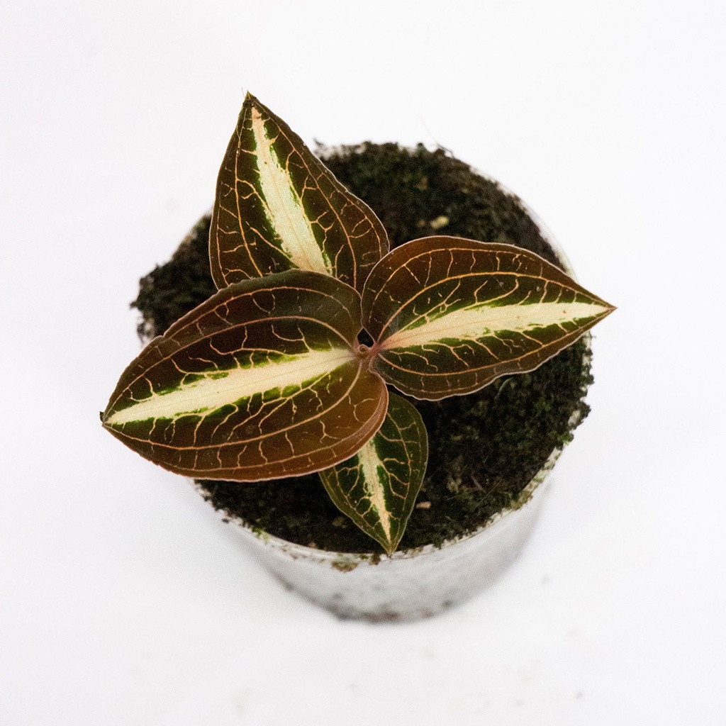 Macodes Petola Mix (Jewel Orchids) — Buy in Kuwait | Terra Garden
