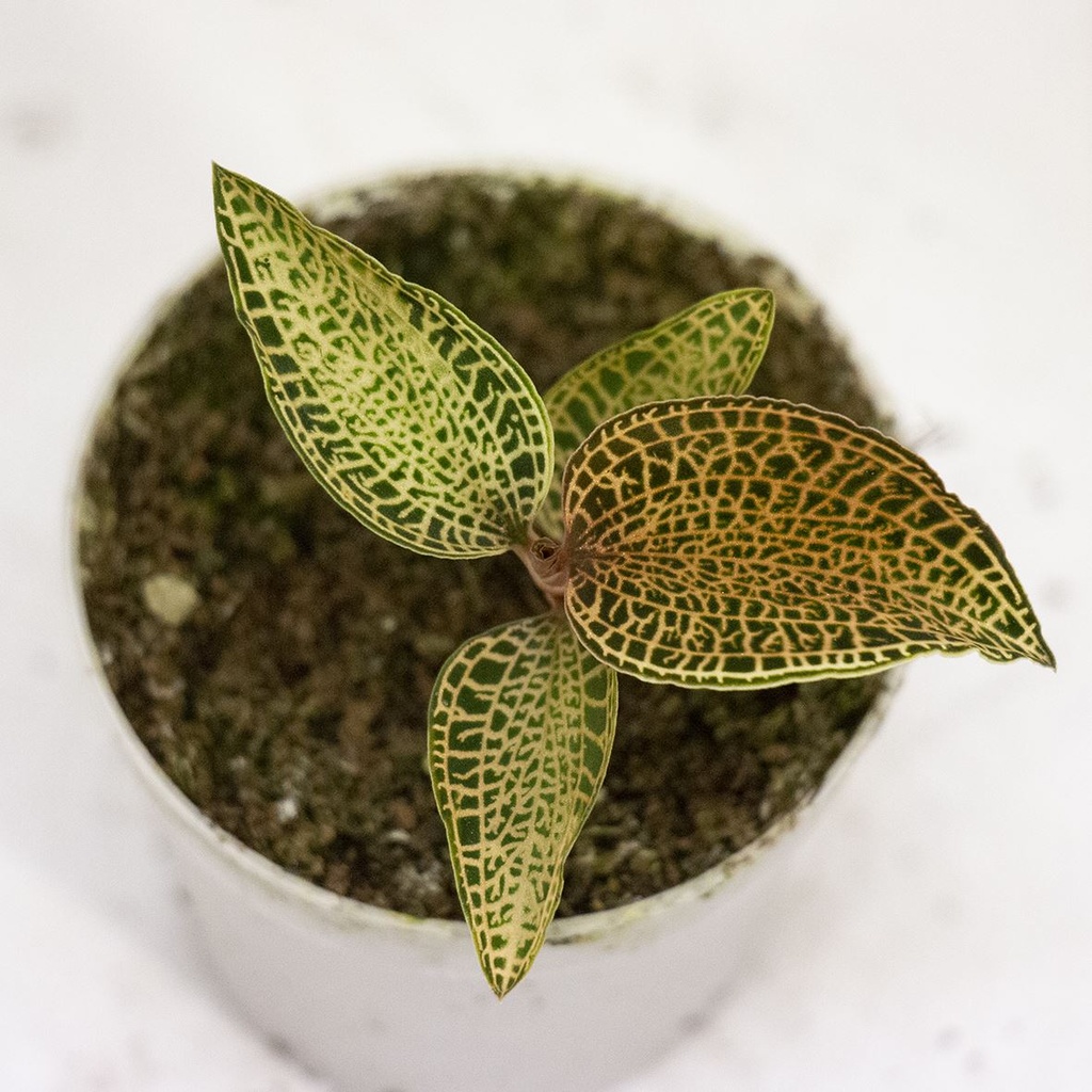 Macodes Petola Mix (Jewel Orchids) — Buy in Kuwait | Terra Garden