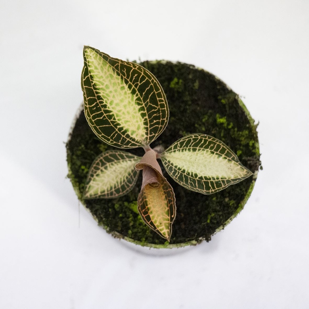 Macodes Petola Mix (Jewel Orchids) — Buy in Kuwait | Terra Garden