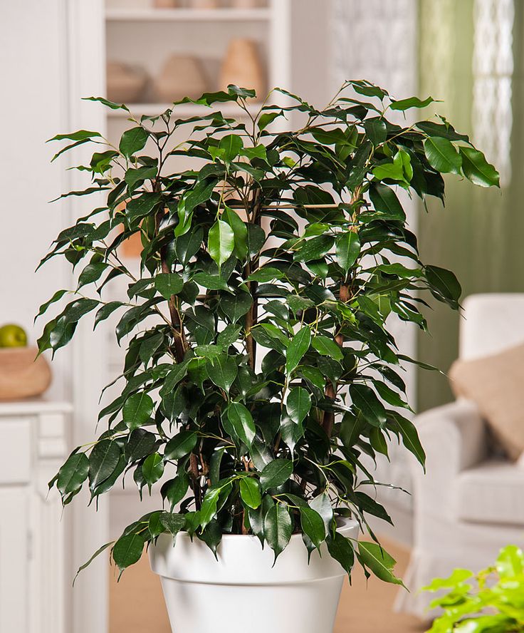 Ficus Benjamina Danielle