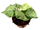 Syngonium Grey Ghost