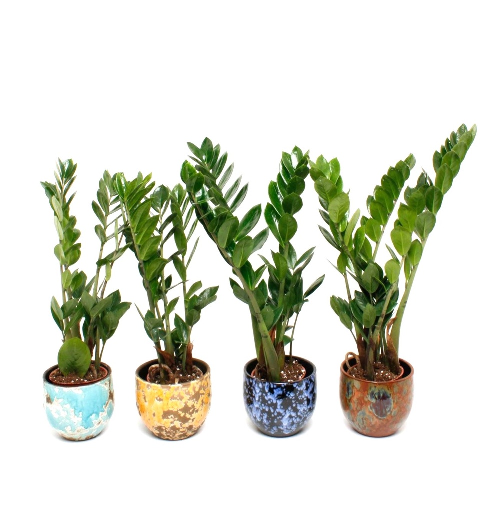 Mix Ceramic Pots - Printed