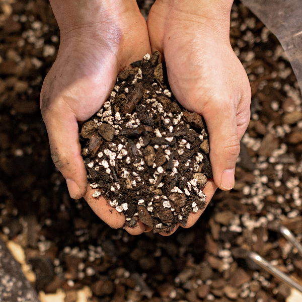 Aroid Soil Mix