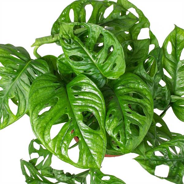 Monstera Monkey Mask - 12/25