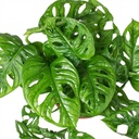 Monstera Monkey Mask - 12/25