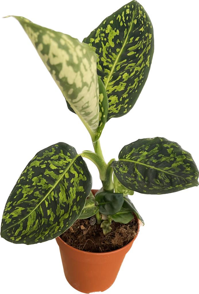 Dieffenbachia Reflector