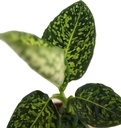 Dieffenbachia Reflector