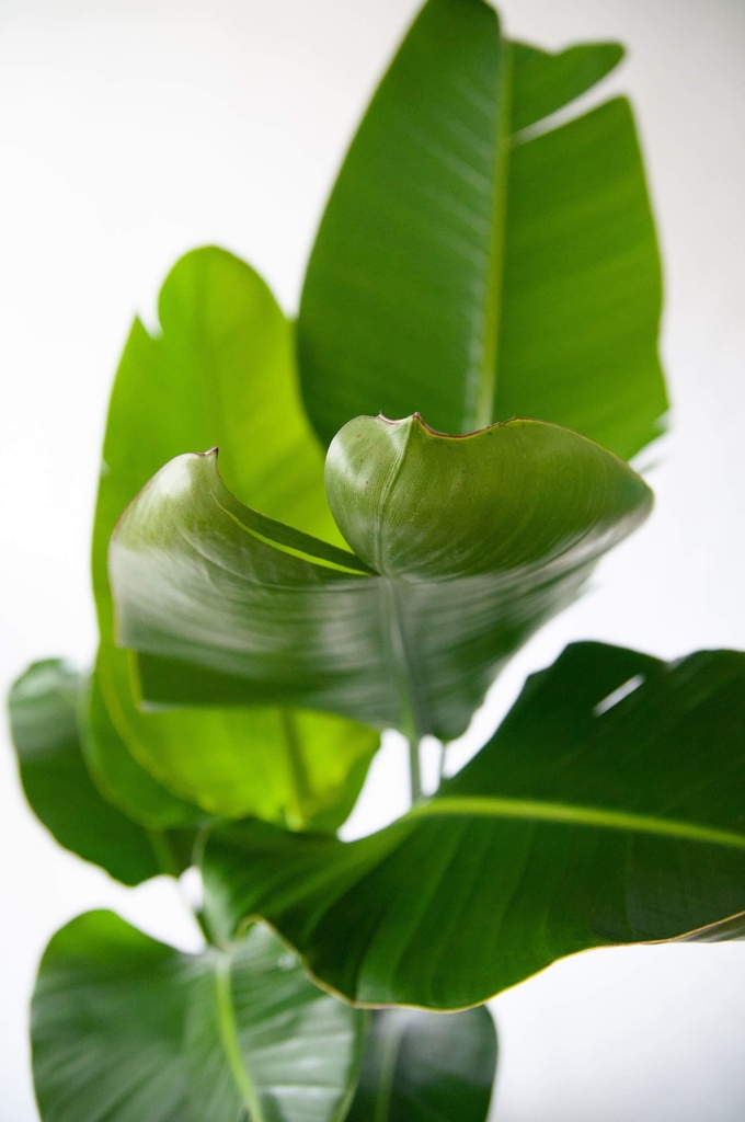 Strelitzia Plant - 12/35