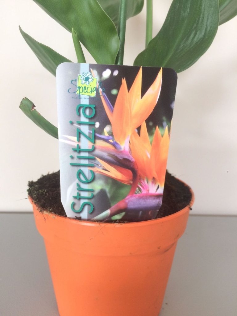Strelitzia Plant - 12/35