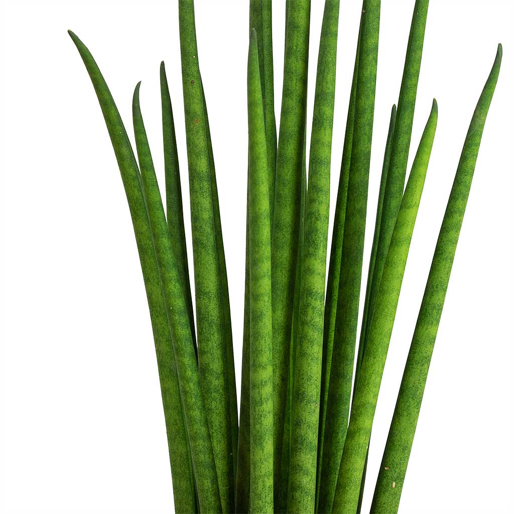 Sansevieria Mikado