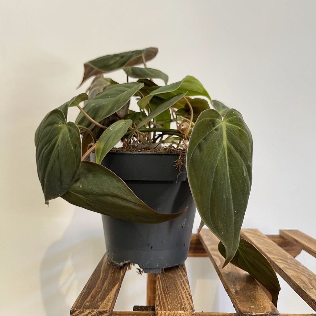 Philodendron Micans فيلودندرون ميكانز — Terra Garden Kuwait | تيرا غاردن الكويت