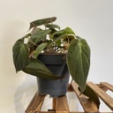 Philodendron Micans فيلودندرون ميكانز — Terra Garden Kuwait | تيرا غاردن الكويت