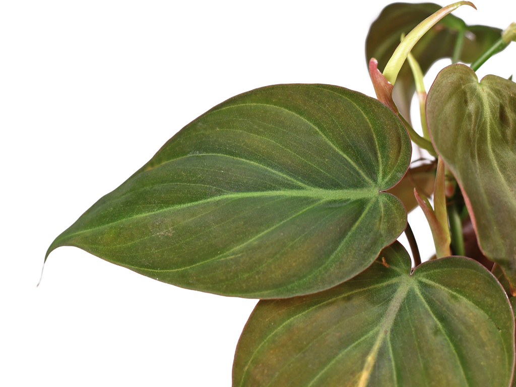 Philodendron Micans فيلودندرون ميكانز — Terra Garden Kuwait | تيرا غاردن الكويت