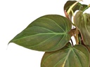 Philodendron Micans