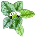 Philodendron Mamei Silver Cloud - 17/25