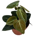 Philodendron Melanochrysum