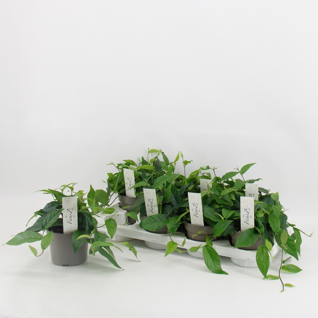 Ficus Pumila Radicans
