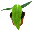 Anthurium Warocqueanum x Waterburyanum -