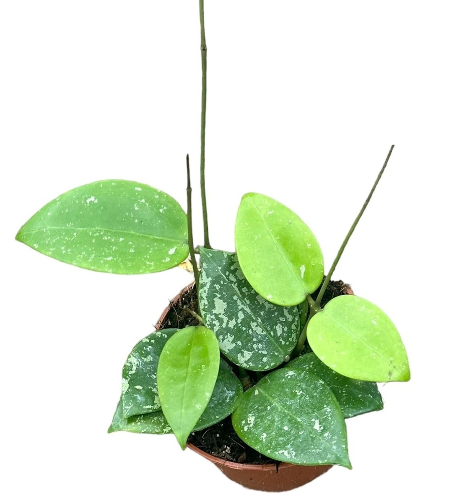 Hoya Parasitica Splash - 6/5 — Terra Garden Kuwait | تيرا غاردن الكويت