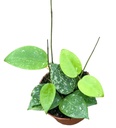 Hoya Parasitica Splash - 6/5 — Terra Garden Kuwait | تيرا غاردن الكويت