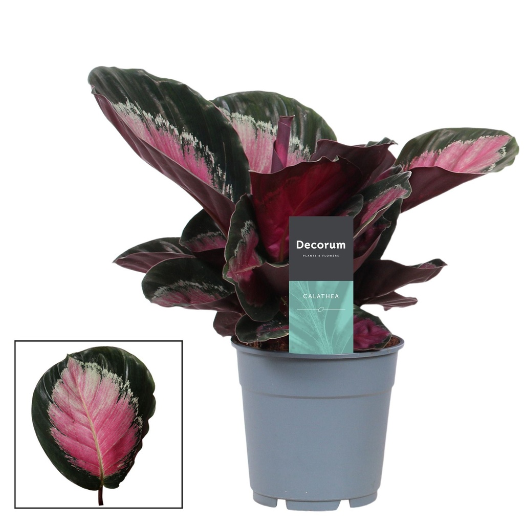 Calathea Surprise Star كالاثيا نجمة المفاجأة — Terra Garden Kuwait | تيرا غاردن الكويت