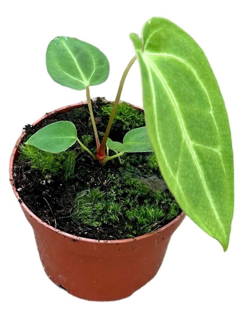 Anthurium Magnificum - 6/15 — Terra Garden Kuwait | تيرا غاردن الكويت
