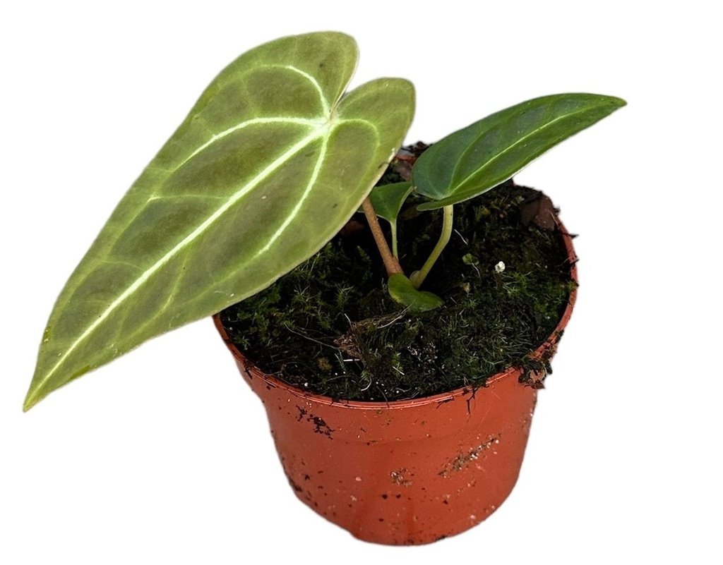 Anthurium Regale - 9/10 — Terra Garden Kuwait | تيرا غاردن الكويت