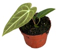 Anthurium Regale - 9/10 — Terra Garden Kuwait | تيرا غاردن الكويت