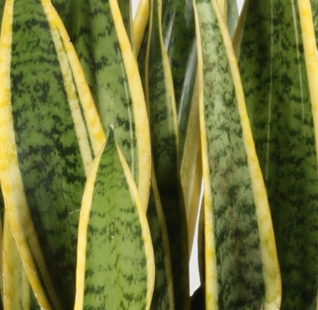 Sanseviera-Snake Plant سانسيفيريا - نبتة الأفعى — Terra Garden Kuwait | تيرا غاردن الكويت