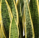 Sanseviera - Snake Plant