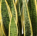 Sanseviera-Snake Plant سانسيفيريا - نبتة الأفعى — Terra Garden Kuwait | تيرا غاردن الكويت