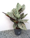 Calathea Sanderiana - 12/35