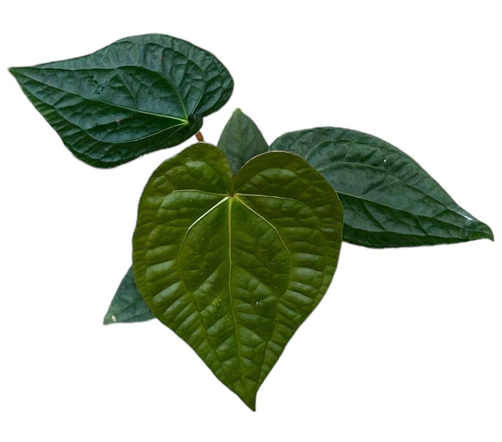 Anthurium Magnificum x Luxurians - 14/30 — Terra Garden Kuwait | تيرا غاردن الكويت