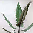 Alocasia Lauterbachiana  Variegated - 6/15 ألوكاسيا لوتيرباكيانا متعددة الألوان - 6/15 — Terra Garden Kuwait | تيرا غاردن الكويت