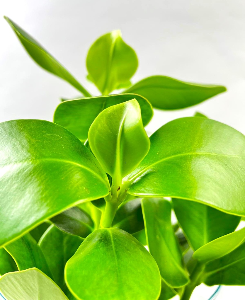 Clusia Plant in Water - 17/55 نبتة كلوسيا في الماء - 17/55 — Terra Garden Kuwait | تيرا غاردن الكويت