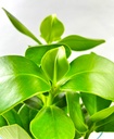 Clusia Plant in Water - 17/55