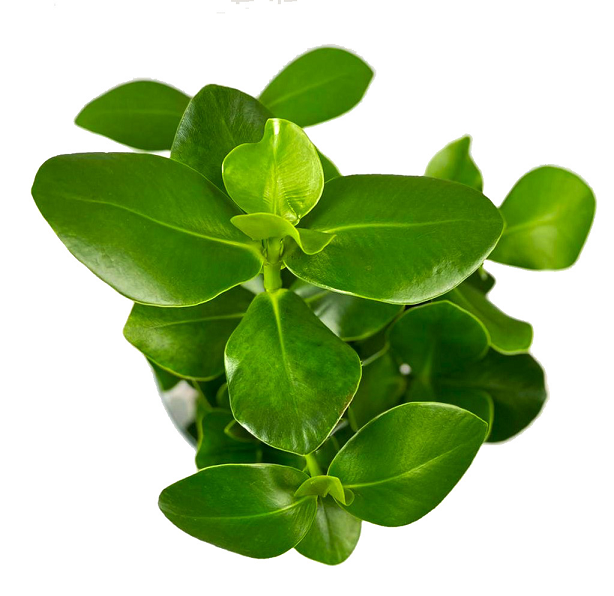 Clusia Plant in Water - 17/55 نبتة كلوسيا في الماء - 17/55 — Terra Garden Kuwait | تيرا غاردن الكويت